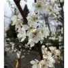 Flavor Queen Pluot Tree Live Plant – 2-3 Ft Tall – Fruit Tree - Image 1