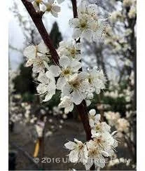 Flavor Queen Pluot Tree Live Plant – 2-3 Ft Tall – Fruit Tree - Image 1