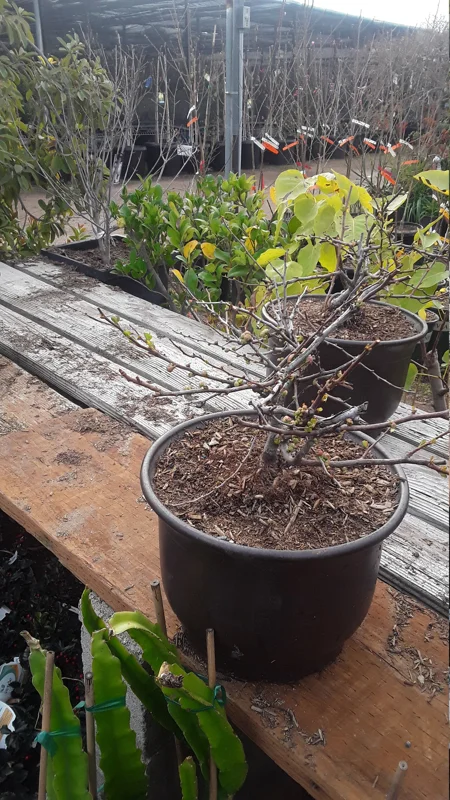 Flowering Quince Live Plant – Chaenomeles Speciosa – 3 Gallon Pot – Outdoor Shrub - Image 2