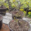 Flowering Quince Live Plant – Chaenomeles Speciosa – 3 Gallon Pot – Outdoor Shrub Flowering Quince Live Plant – Chaenomeles Speciosa – 3 Gallon Pot – Outdoor Shrub - Image 1
