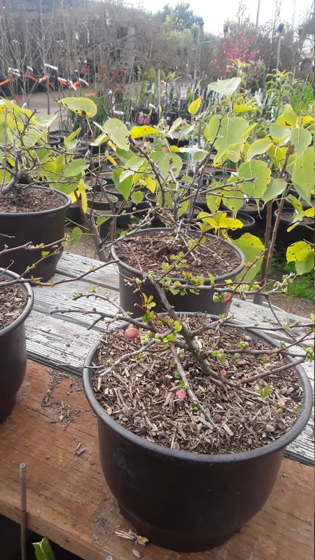 Flowering Quince Live Plant – Chaenomeles Speciosa – 3 Gallon Pot – Outdoor Shrub - Image 1