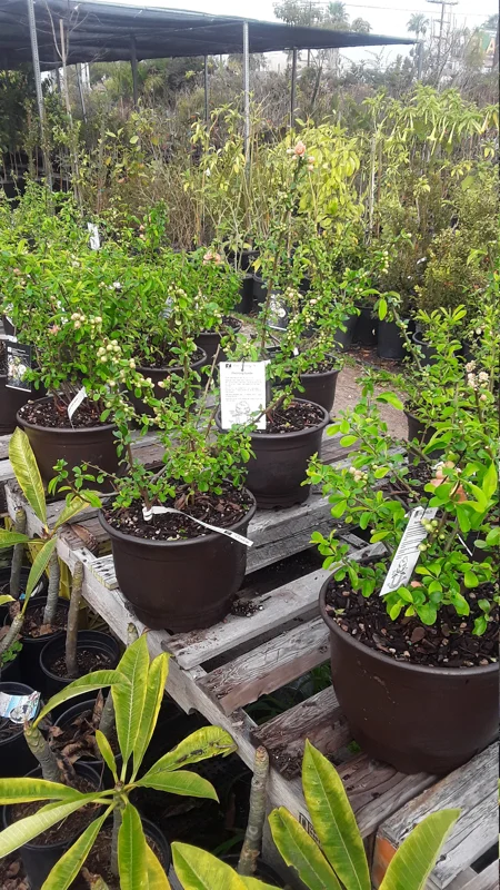 Flowering Quince Live Plant – Chaenomeles Speciosa – 6 inch Nursery Pot – Outdoor Shrub - Image 2