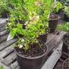 Flowering Quince Live Plant – Chaenomeles Speciosa – 6 inch Nursery Pot – Outdoor Shrub - Image 1