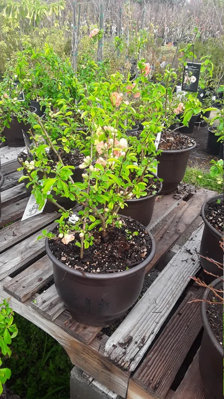 Flowering Quince Live Plant – Chaenomeles Speciosa – 6 inch Nursery Pot – Outdoor Shrub - Image 1