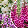 Foxglove Plants Live, Hardy Perennial Summer Flowers, Set of 2, 2-4 Inch Tall, 3 Inch Pot, Outdoor Garden - Image 1