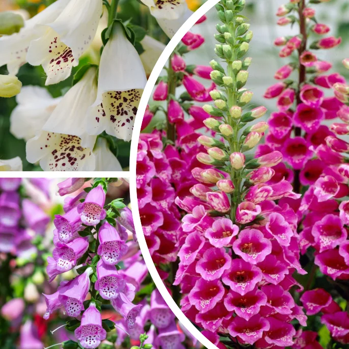 Foxglove Plants Live, Hardy Perennial Summer Flowers, Set of 2, 2-4 Inch Tall, 3 Inch Pot, Outdoor Garden - Image 1