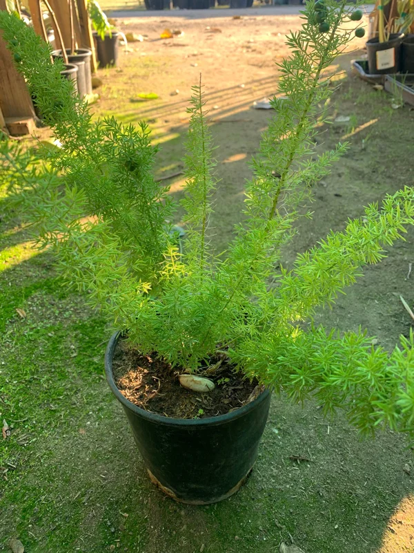 Foxtail Fern Live Plant (Asparagus Densiflorus Myers) – 6 inch Pot – Indoor/Outdoor - Image 2