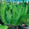 Foxtail Fern Live Plant (Asparagus Densiflorus Myers) – 6 inch Pot – Indoor/Outdoor Foxtail Fern Live Plant (Asparagus Densiflorus Myers) – 6 inch Pot – Indoor/Outdoor - Image 1