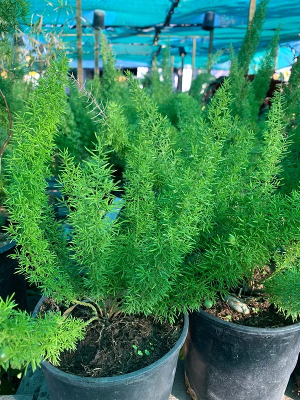 Foxtail Fern Live Plant (Asparagus Densiflorus Myers) – 6 inch Pot – Indoor/Outdoor - Image 1