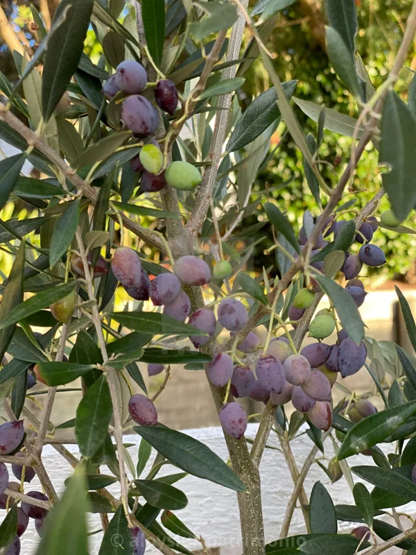 Frantoio Olive Tree Live Plant – 2 Feet Tall – Ships in 6 Inch Pot – Outdoor - Image 1