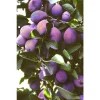French Improved Prune Tree Live Plant – 3 Feet Tall – Ships in 3 Gallon Pot French Improved Prune Tree Live Plant – 3 Feet Tall – Ships in 3 Gallon Pot - Image 1