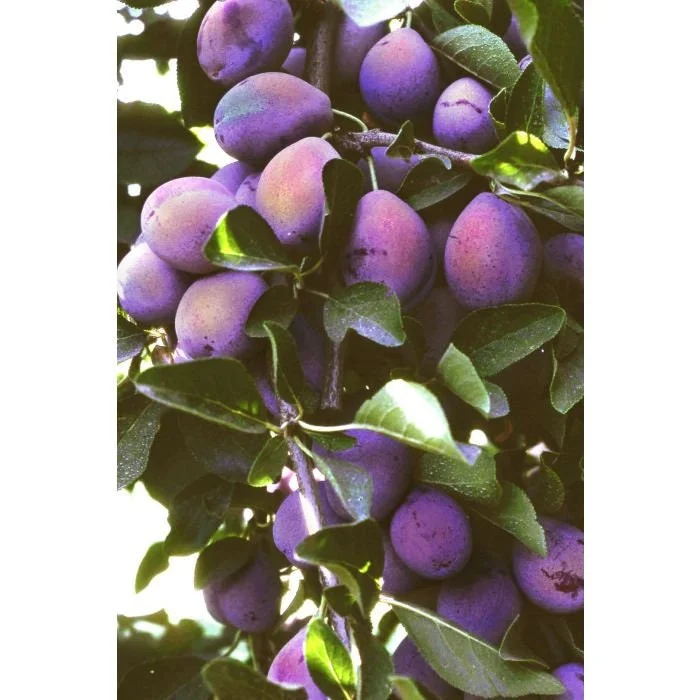 French Improved Prune Tree Live Plant – 3 Feet Tall – Ships in 3 Gallon Pot - Image 1