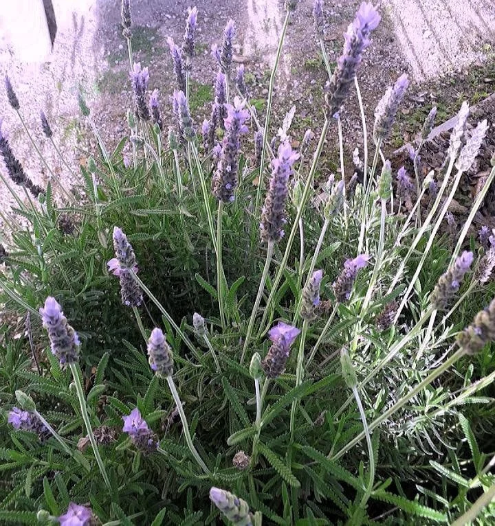 French Lavender (Lavandula Dentata) Live Plant 6" Pot Outdoor - Image 2