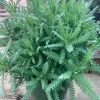 French Lavender (Lavandula Dentata) Live Plant 6" Pot Outdoor - Image 1