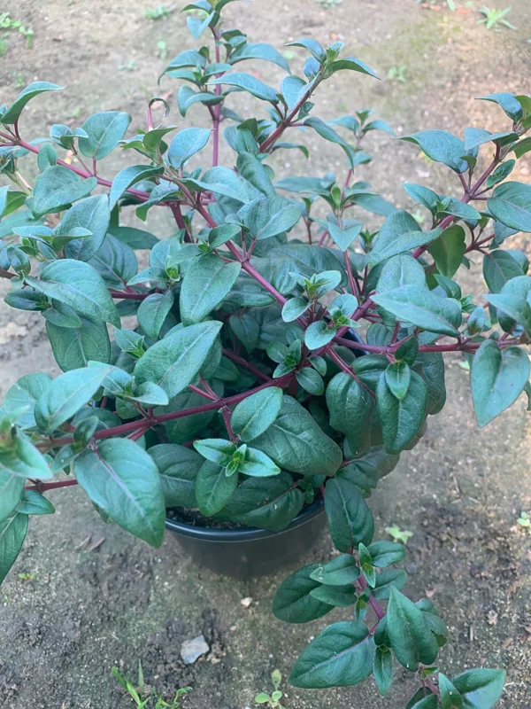Fuchsia 'Blue Eyes' Live Plant – 1 Gallon Pot – Vibrant Purple & White Blooms – Outdoor - Image 2