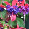 Fuchsia 'Blue Eyes' Live Plant – 1 Gallon Pot – Vibrant Purple & White Blooms – Outdoor Fuchsia 'Blue Eyes' Live Plant – 1 Gallon Pot – Vibrant Purple & White Blooms – Outdoor - Image 1