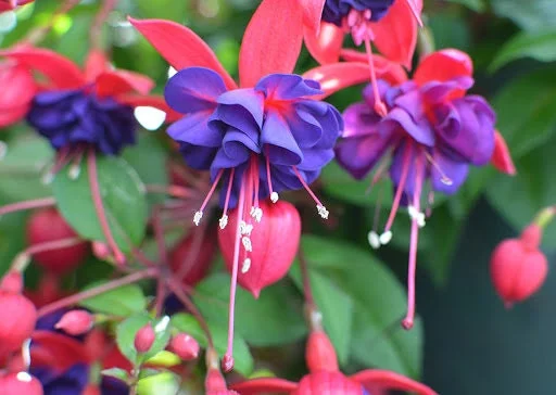Fuchsia 'Blue Eyes' Live Plant – 1 Gallon Pot – Vibrant Purple & White Blooms – Outdoor - Image 1