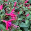 Fuchsia Corabells Rose Purple Live Plant – 4 inch Pot – Outdoor Hanging Basket - Image 1