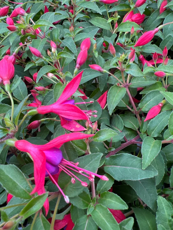 Fuchsia Corabells Rose Purple Live Plant – 4 inch Pot – Outdoor Hanging Basket - Image 1