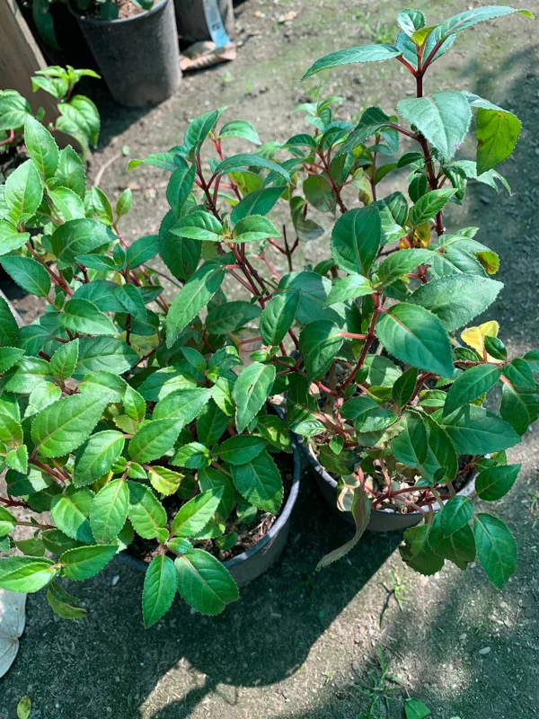 Fuchsia Display Live Plant - 6 inch Pot - Outdoor Flowering Shrub - Image 2