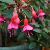 Fuchsia Display Live Plant - 6 inch Pot - Outdoor Flowering Shrub - Image 1