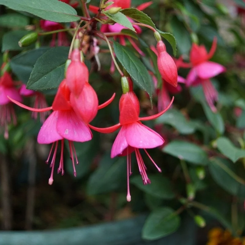 Fuchsia Display Live Plant - 6 inch Pot - Outdoor Flowering Shrub - Image 1