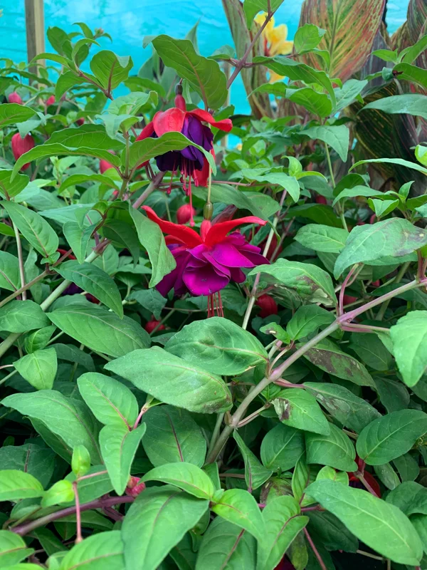 Fuchsia Giant VooDoo Live Plant – 6 inch Pot – Outdoor Flowering Shrub - Image 2