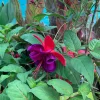 Fuchsia Giant VooDoo Live Plant – 6 inch Pot – Outdoor Flowering Shrub Fuchsia Giant VooDoo Live Plant – 6 inch Pot – Outdoor Flowering Shrub - Image 1