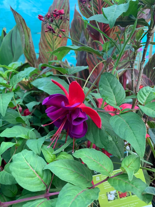 Fuchsia Giant VooDoo Live Plant – 6 inch Pot – Outdoor Flowering Shrub - Image 1