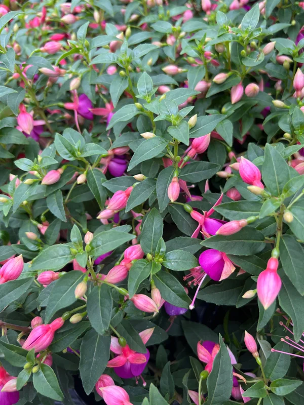 Fuchsia Jollies 'Nancy' Live Plant – 4 inch Pot – Vibrant Pink Flowers - Image 2