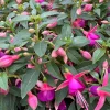 Fuchsia Jollies 'Nancy' Live Plant – 4 inch Pot – Vibrant Pink Flowers Fuchsia Jollies 'Nancy' Live Plant – 4 inch Pot – Vibrant Pink Flowers - Image 1