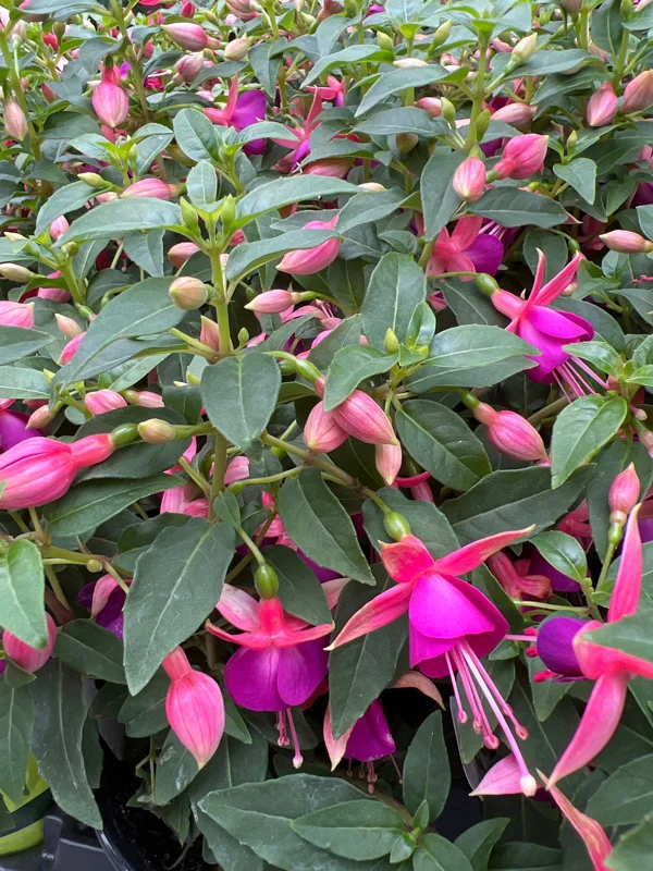 Fuchsia Jollies 'Nancy' Live Plant – 4 inch Pot – Vibrant Pink Flowers - Image 1