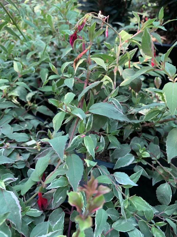 Fuchsia Magellanica 'Versicolor' Live Plant – 6 Inch Pot – Outdoor Shrub - Image 2