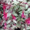 Fuchsia Magellanica 'Versicolor' Live Plant – 6 Inch Pot – Outdoor Shrub - Image 1