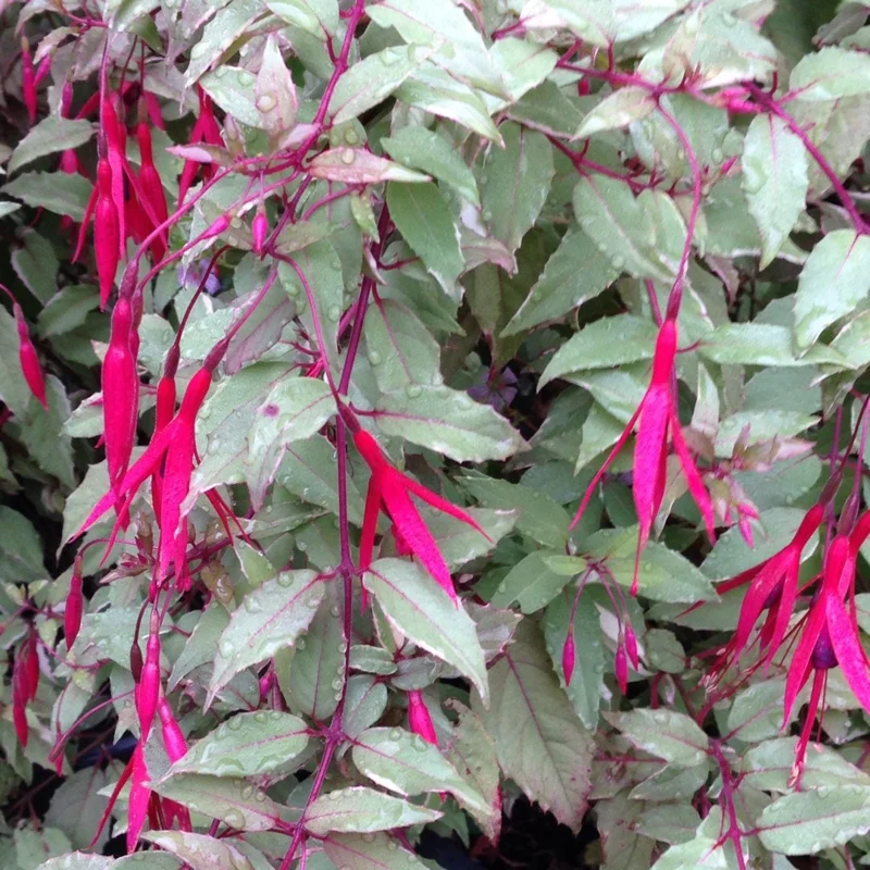 Fuchsia Magellanica 'Versicolor' Live Plant – 6 Inch Pot – Outdoor Shrub - Image 1