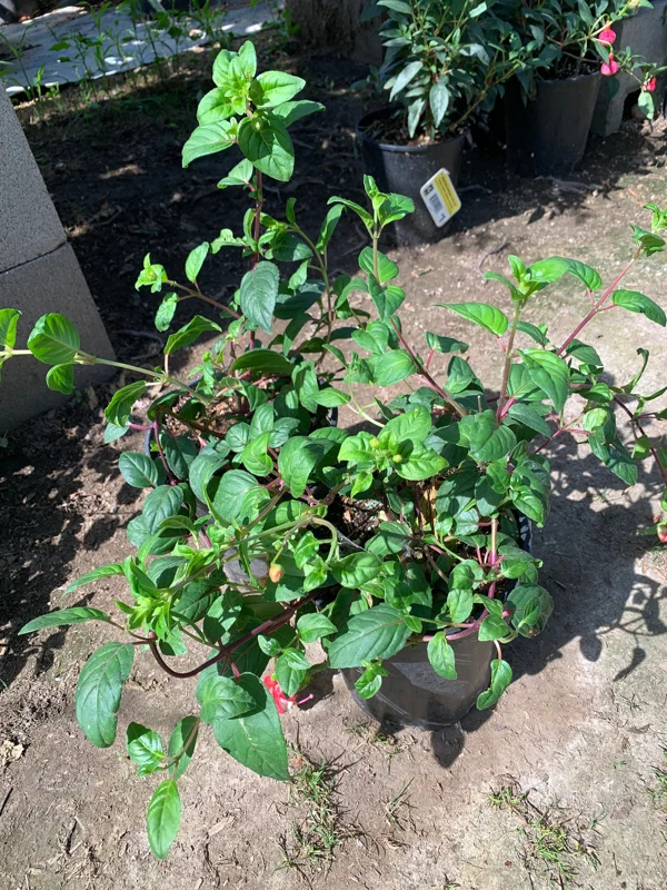 Fuchsia Swingtime Live Plant – 6 Inch Pot – Hanging Basket Variety - Image 2