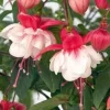 Fuchsia Swingtime Live Plant – 6 Inch Pot – Hanging Basket Variety - Image 1