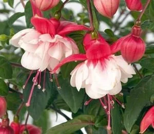 Fuchsia Swingtime Live Plant – 6 Inch Pot – Hanging Basket Variety - Image 1