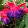 Fuchsia Voodoo Live Plant – 6 inch Pot – Vibrant Flowers - Image 1