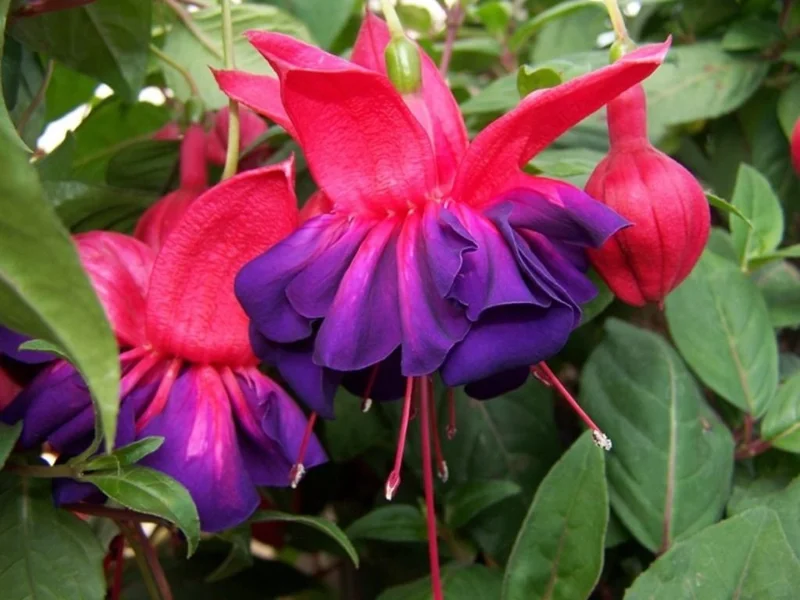 Fuchsia Voodoo Live Plant – 6 inch Pot – Vibrant Flowers - Image 1