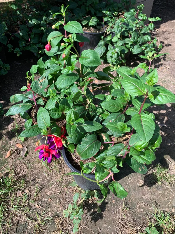Fuchsia VooDoo Live Plant – 6 inch Pot – Vibrant Trailing Flowers - Image 2