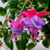 Fuchsia Winston Churchill Live Plant – 6 inch Pot – Outdoor Flowering - Image 1