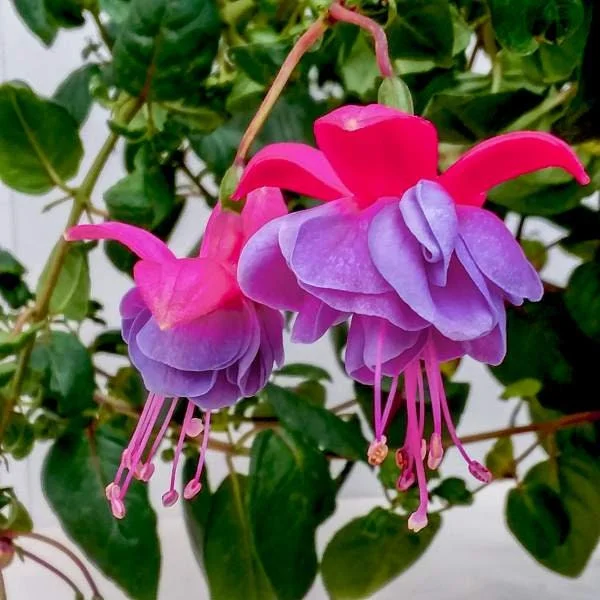 Fuchsia Winston Churchill Live Plant – 6 inch Pot – Outdoor Flowering - Image 1