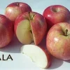 Gala Apple Tree Live Plant – Low Chill, 3-4 ft Tall, 3 Gallon Pot - Image 1