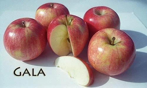 Gala Apple Tree Live Plant – Low Chill, 3-4 ft Tall, 3 Gallon Pot - Image 1