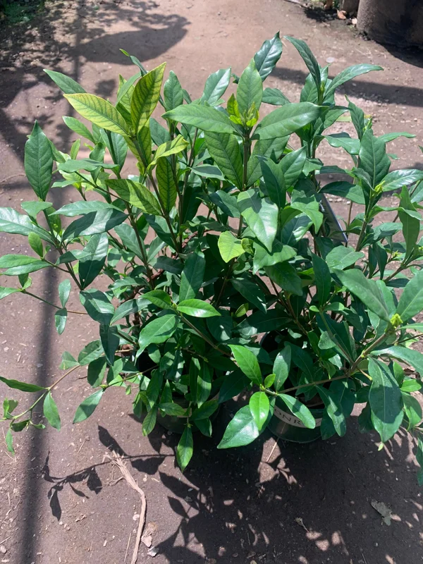 Gardenia August Beauty Live Plant – 1 Gallon Pot – Fragrant Shrub - Image 2