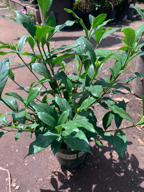 Gardenia August Beauty Live Plant – 1 Gallon Pot – Fragrant Shrub Gardenia August Beauty Live Plant – 1 Gallon Pot – Fragrant Shrub - Image 3