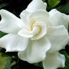 Gardenia August Beauty Live Plant – 1 Gallon Pot – Fragrant Shrub - Image 1