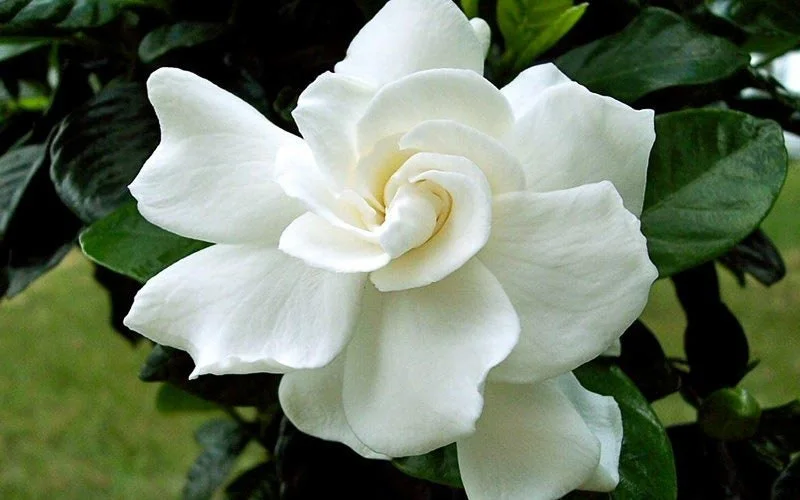 Gardenia August Beauty Live Plant – 1 Gallon Pot – Fragrant Shrub - Image 1