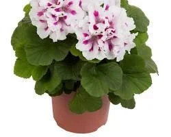 Geranium Royalty White Live Plant – 1 ft Tall – 6 inch Pot – Elegant Flowers - Image 2